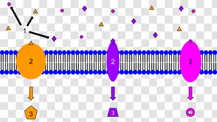 Cell Surface Receptor Molecular Biology Biochemistry - Diagram Transparent PNG