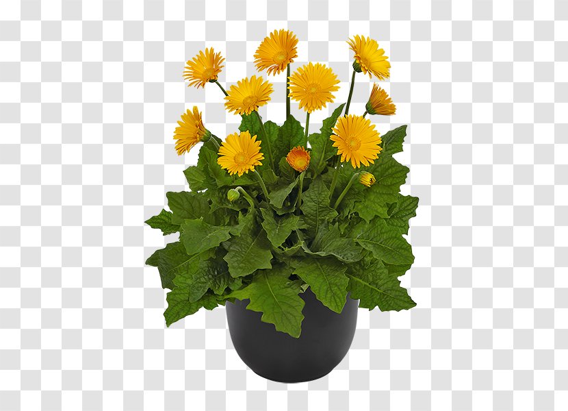 Transvaal Daisy Chrysanthemum Cut Flowers Plant - Honey Transparent PNG