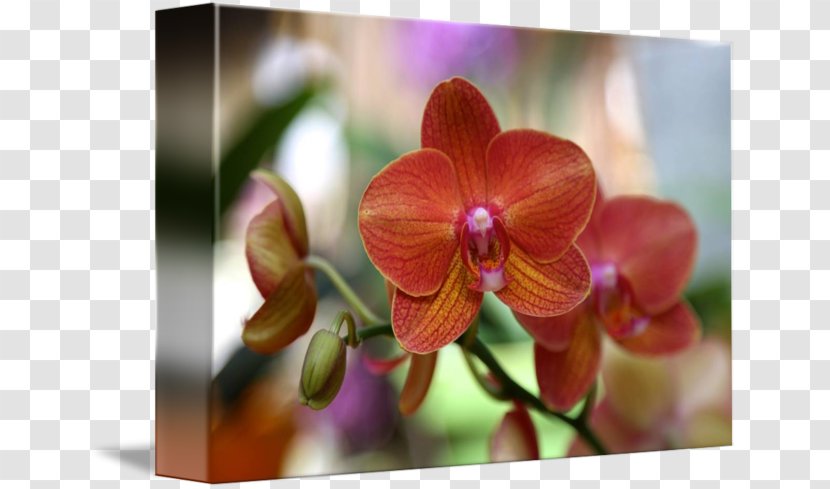 Phalaenopsis Equestris Gallery Wrap Canvas Art Orchids - Orange - Orchid Transparent PNG