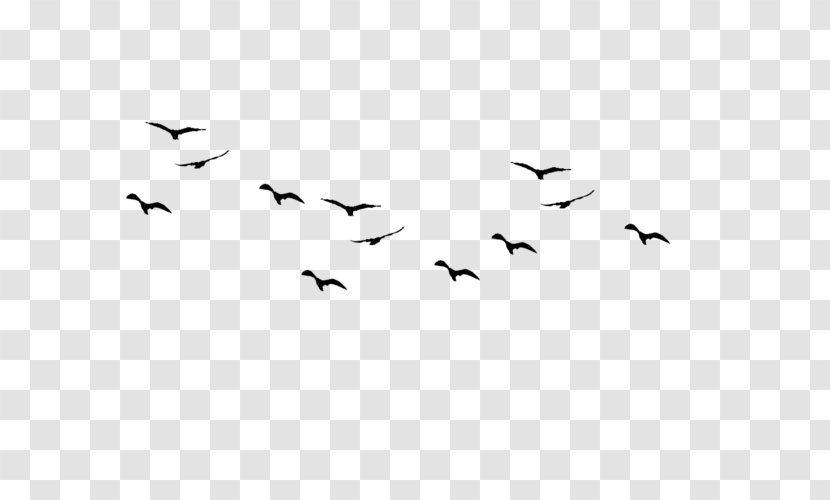 Bird Flight Flock Clip Art - Sky Transparent PNG