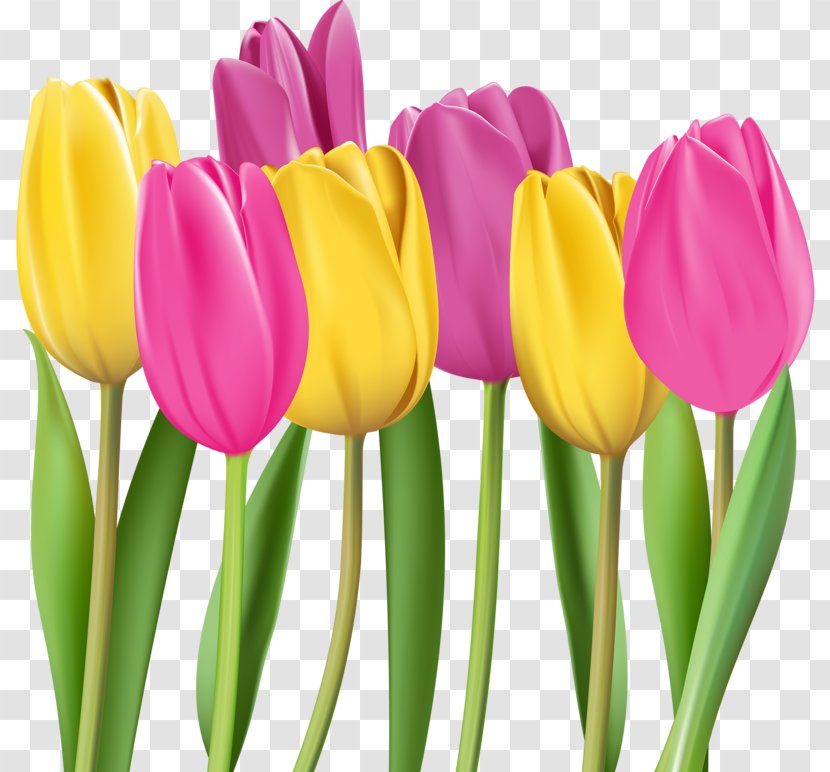 Tulip Flower Illustration - Watercolor Painting - Two-color Transparent PNG