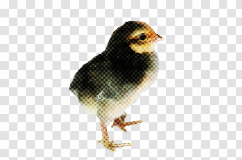 Bird Beak Chicken Perching Bird Transparent PNG