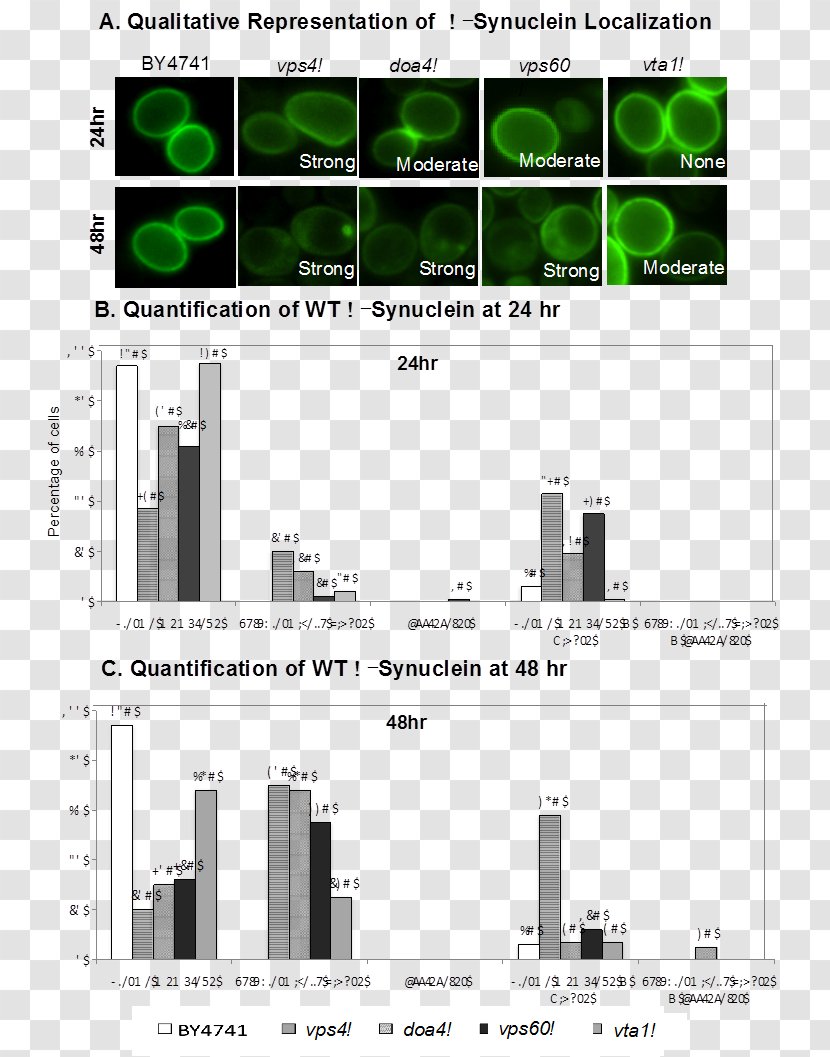 Alpha-synuclein Green Fluorescent Protein Proteopathy Parkinson's Disease - Yeast - Chaperone Dnaj Transparent PNG