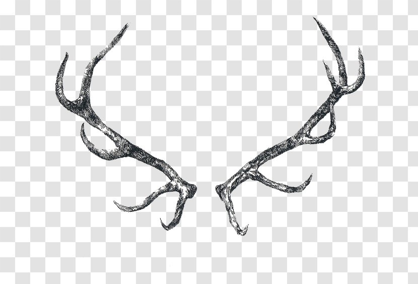 Reindeer Elk Antler Horn - Whitetailed Deer Transparent PNG