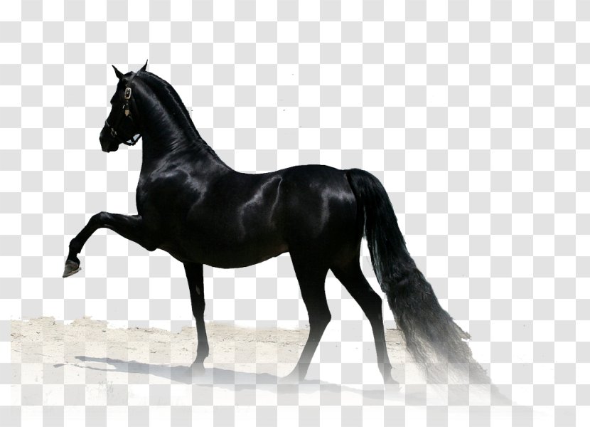 Arabian Horse Thoroughbred Stallion Paso Fino Akhal-Teke - Equestrian - White Transparent PNG