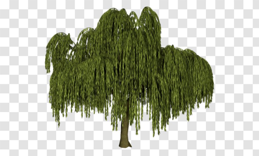 Tree Weeping Willow Black Salix Alba Plant - Plume Transparent PNG