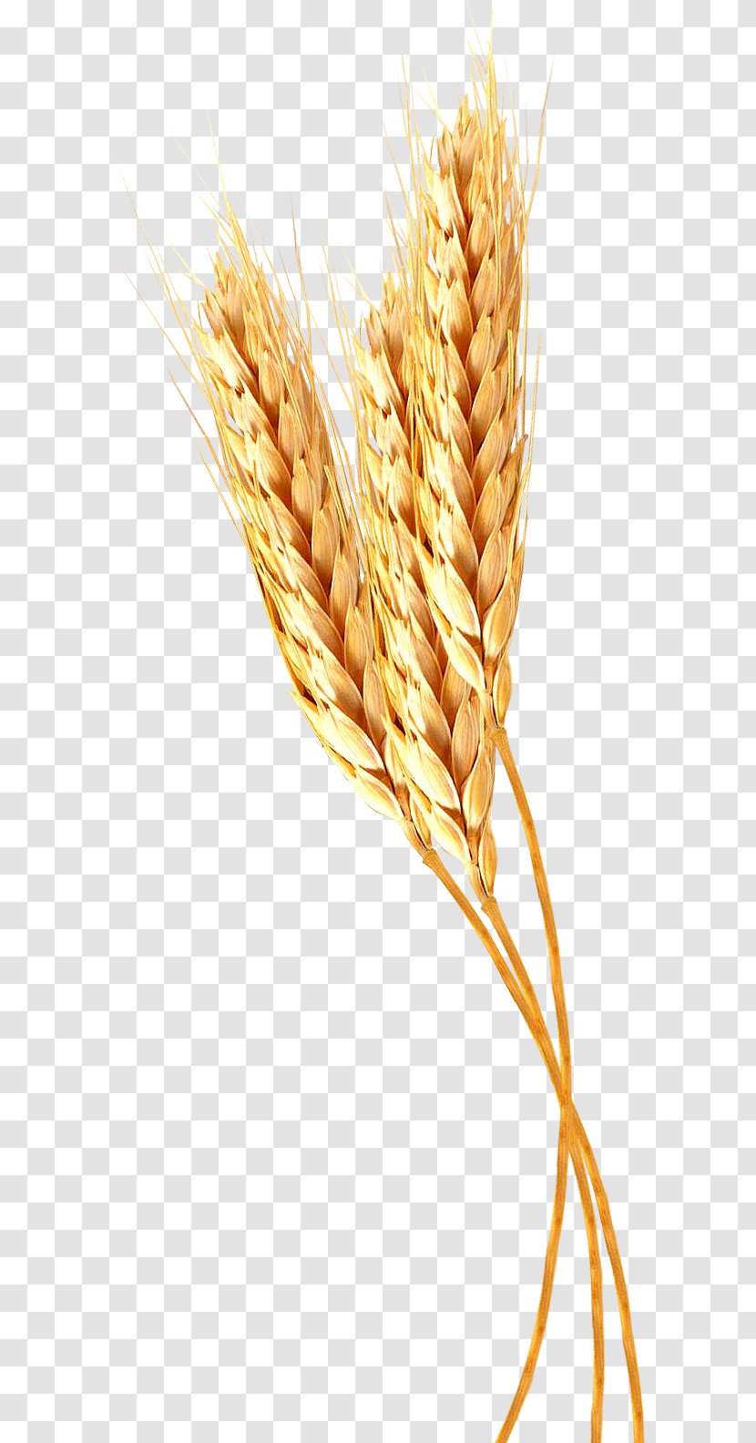Emmer Durum Spelt Einkorn Wheat Pasta - Whole Grain - Ear Transparent PNG