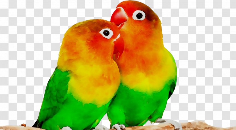 Breeding Lovebirds Parrot Desktop Wallpaper - Organism - Vertebrate Transparent PNG