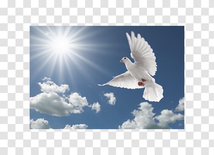 Columbidae Bird Homing Pigeon Flight Gulls Transparent PNG