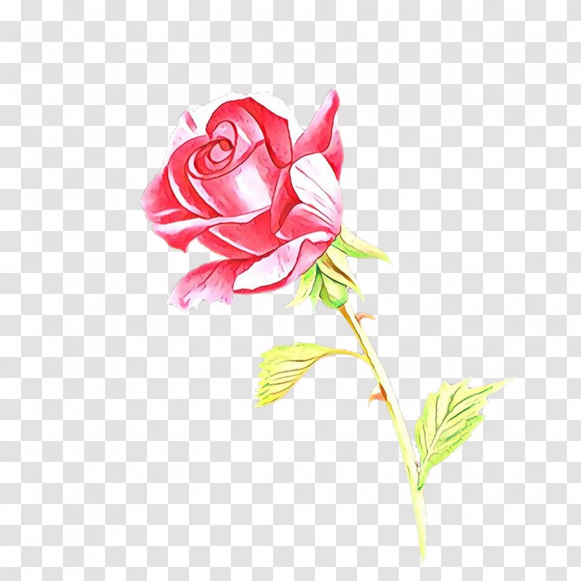 Garden Roses Cabbage Rose Cut Flowers Floral Design - Order Transparent PNG