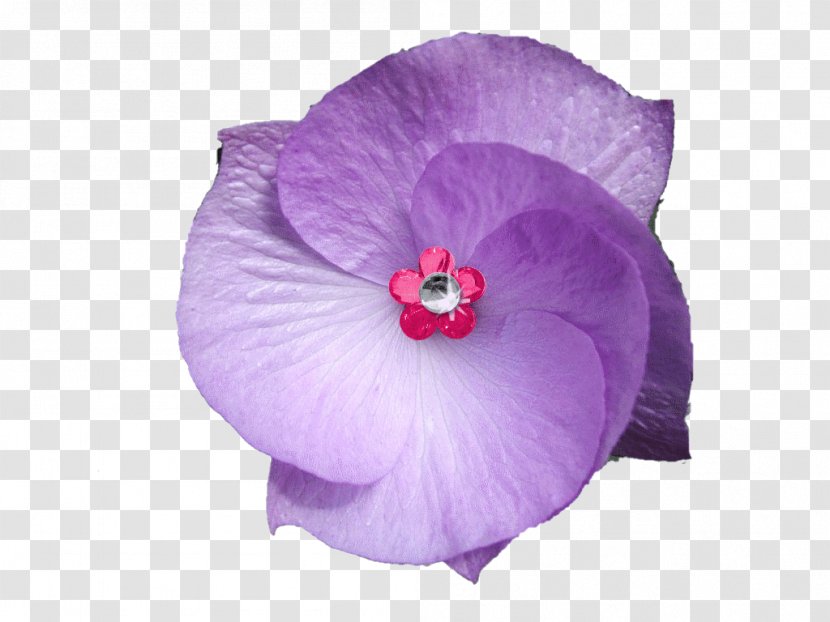 Violet Flower Purple Accesso - Plant - Flowers Transparent PNG