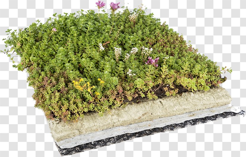 Green Roof Dachdeckung Architectural Engineering Garden - Flowerpot - Stonecrop Transparent PNG