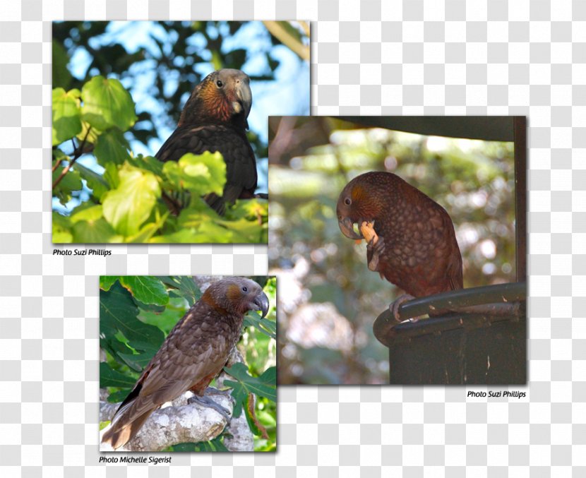 Fauna Flora Beak Ecosystem Wildlife - Kaka Transparent PNG