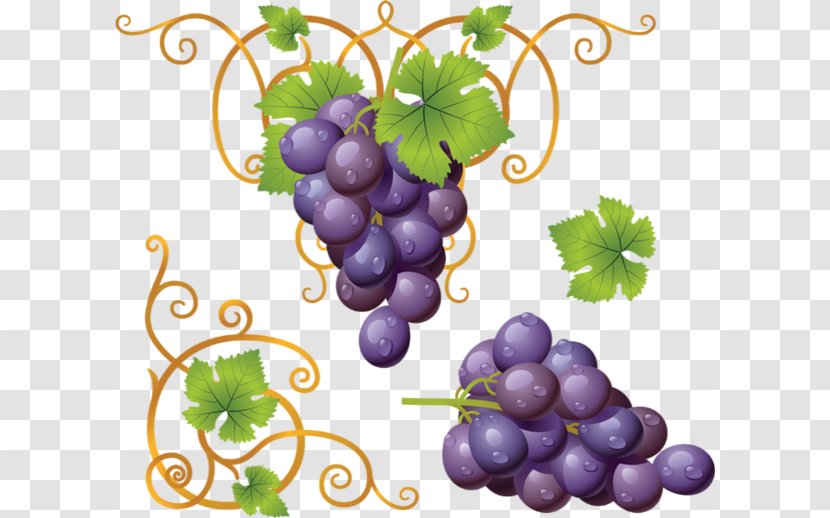 Common Grape Vine Wine Clip Art - Flowering Plant - Raisin Transparent PNG