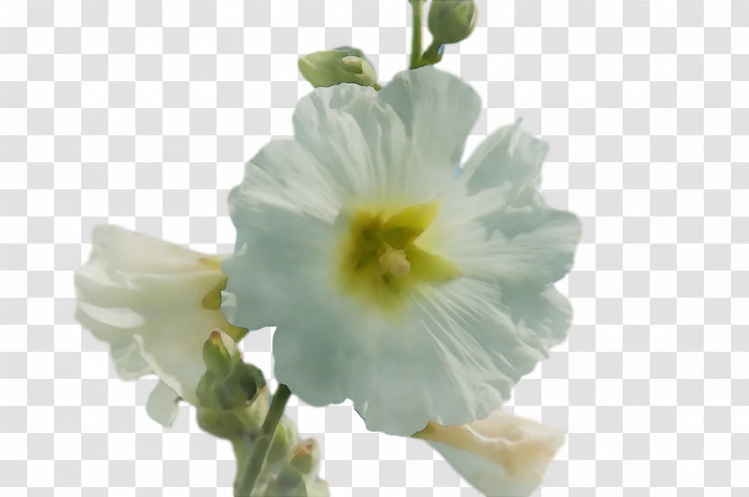 Primrose Mallows Mallow Transparent PNG