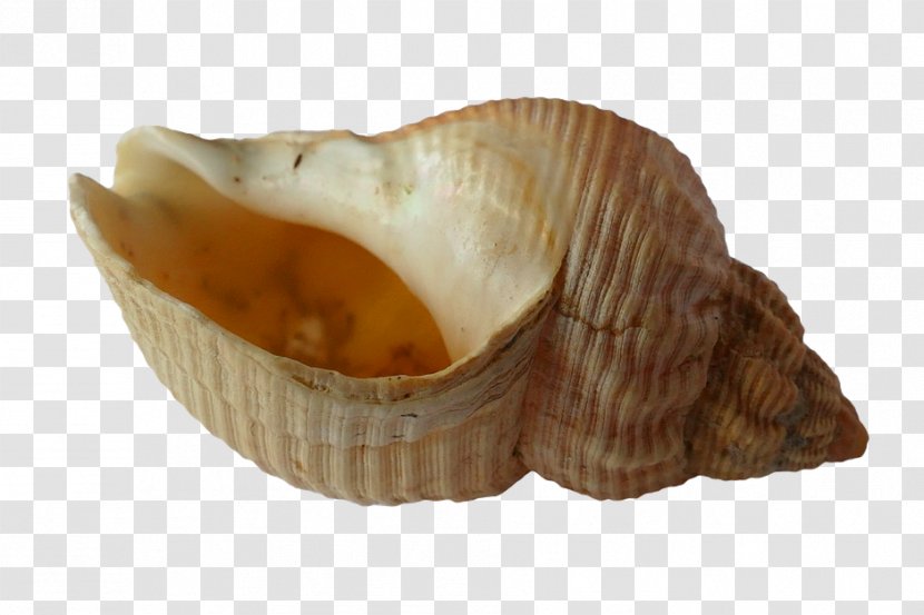 Seashell Conch - Beach Transparent PNG