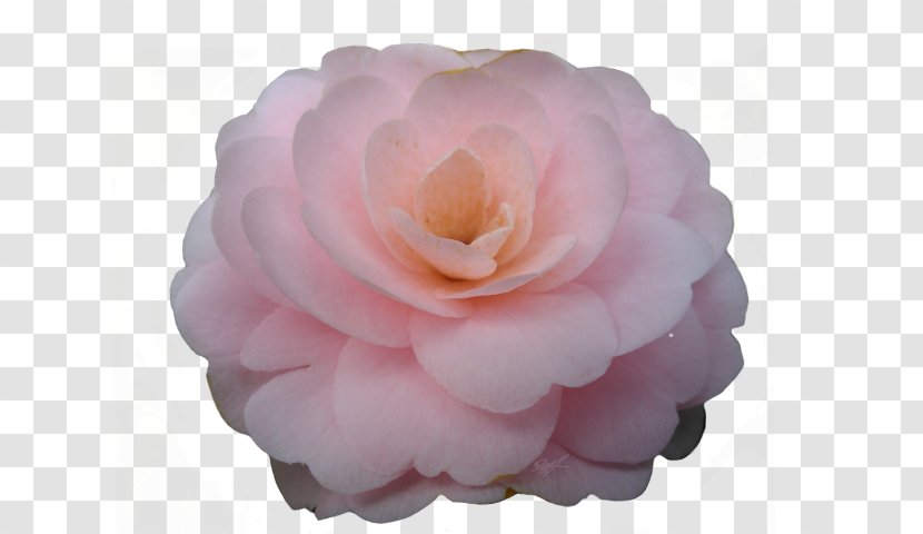 Centifolia Roses Japanese Camellia Petal Peony Pink M Transparent PNG