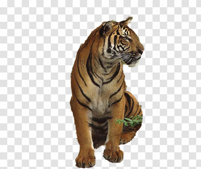 Tiger Lion U72eeu5b50u4e0eu8001u864e - Cat Like Mammal Transparent PNG