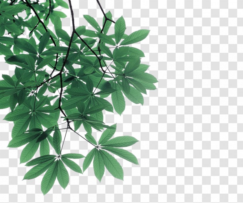 Leaf Branch Photography Tree - Shutterstock - Green Leaves Branches Decorative Pattern Transparent PNG