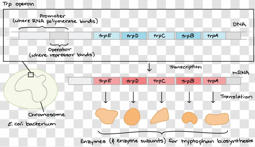 Trp Operon Lac Bacteria L-arabinose - Cartoon - Frame Transparent PNG