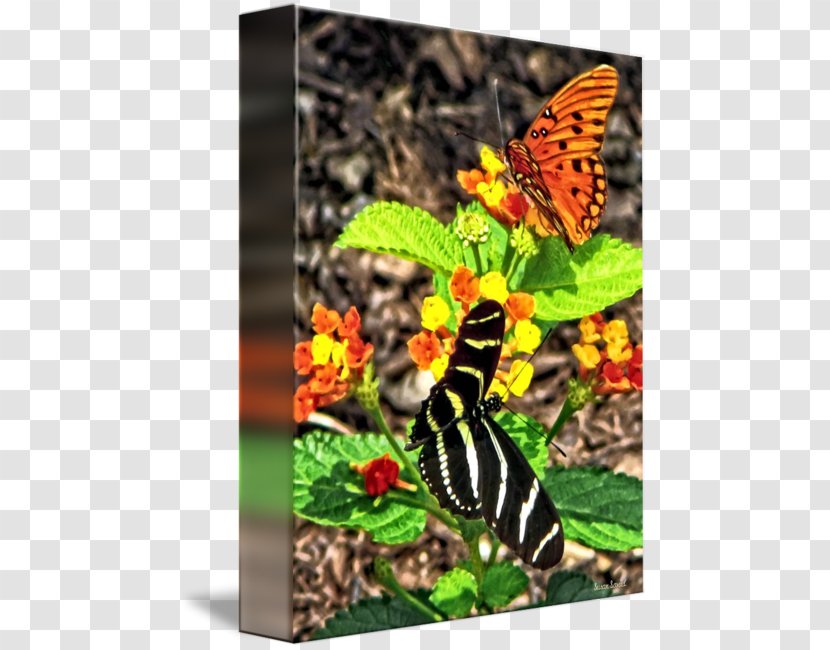 Monarch Butterfly Brush-footed Butterflies Fauna Tiger Milkweed - Pollinator Transparent PNG