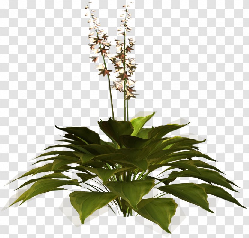 Plant Variety Herb Common Nettle Parsley - Flowerpot - Flower Tree Transparent PNG