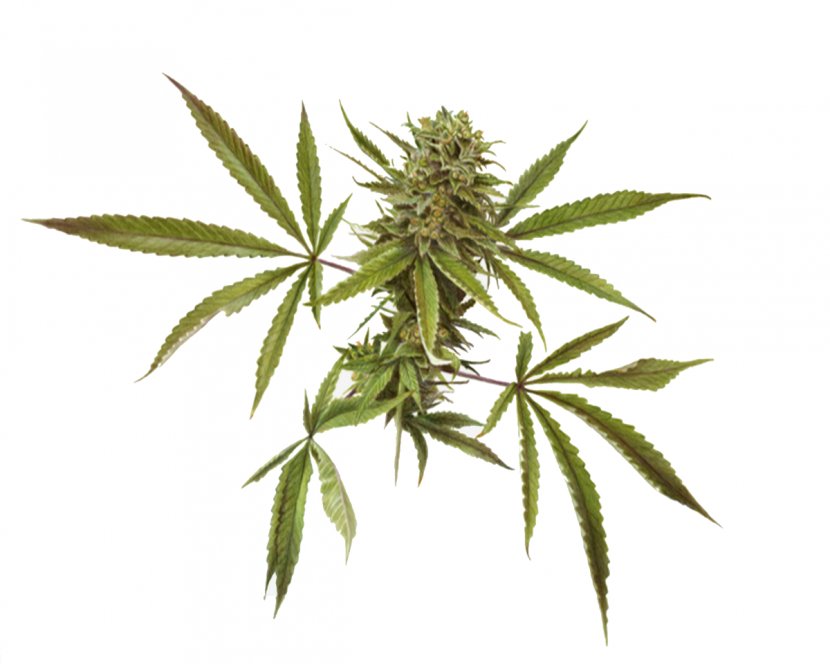 Cannabis Sativa Marijuana Medical Transparent PNG