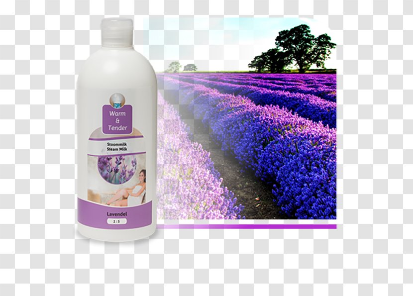 English Lavender Odor Lavera Calming Body Lotion Flower Liquid - Lavendel Transparent PNG