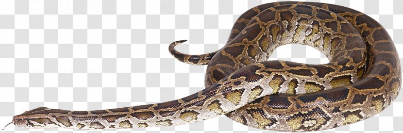 Rattlesnake Reptile Vipers Rendering - Snake Transparent PNG