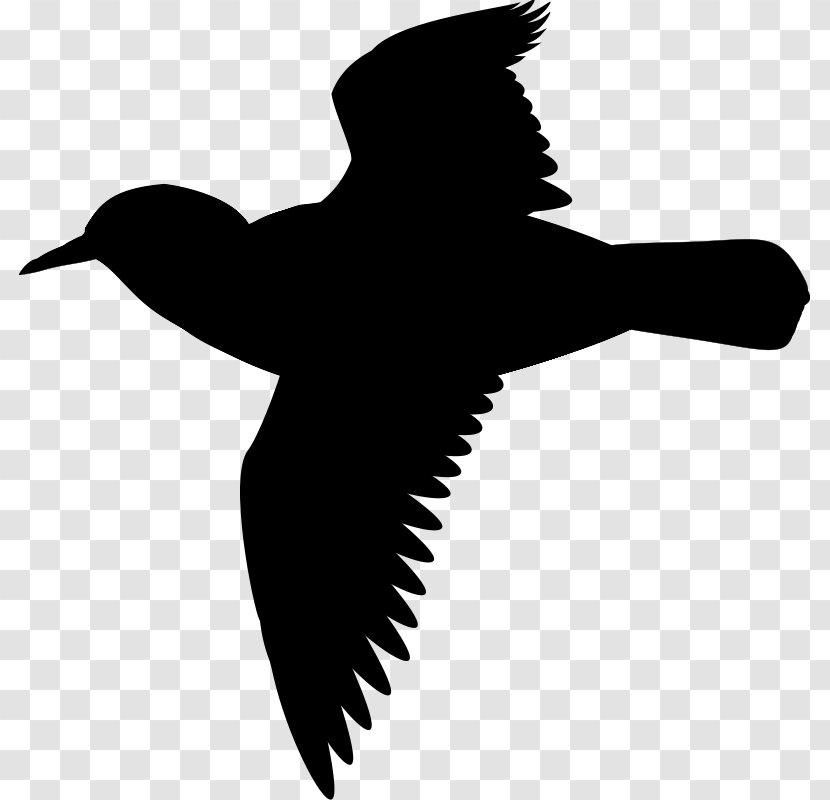 Clip Art Image Vector Graphics Silhouette - Beak - Coraciiformes Transparent PNG