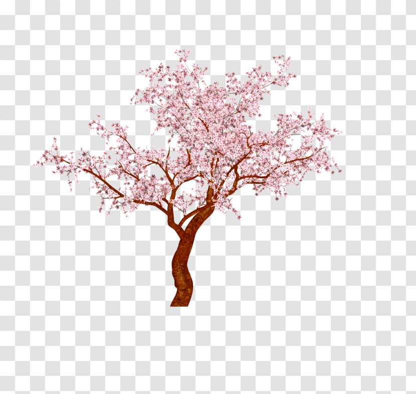 Cherry Blossom Bonsai Chinese Sweet Plum Tree - Flower Transparent PNG