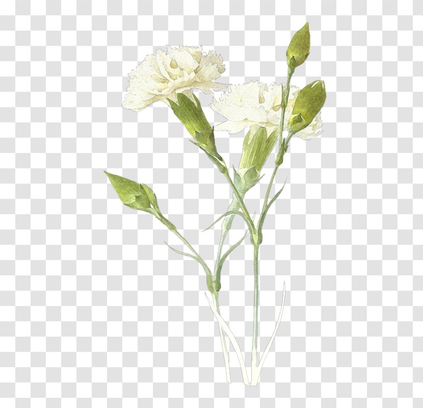 Flower Carnation Image Clip Art - Petal Transparent PNG