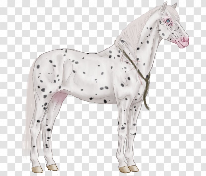 Pony Mustang Foal Stallion Mare - Yonni Meyer Transparent PNG