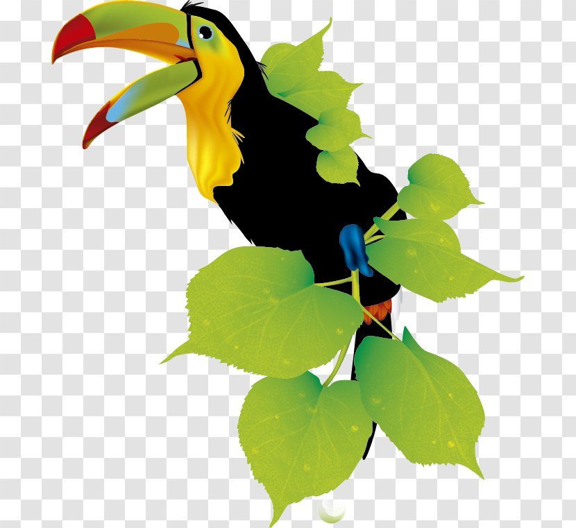 Toucan Responsive Web Design Hornbill - TUCAN Transparent PNG