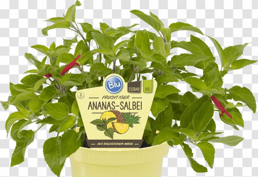 Herb Salvia Elegans Common Sage Lemon Thyme Pineapple - Vegetable - Mexiko Transparent PNG