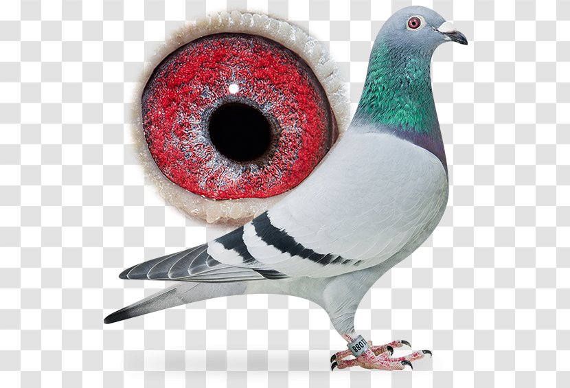 Columbidae Rock Dove Homing Pigeon HQ Trivia Racing Homer - Felidae - Bird Transparent PNG