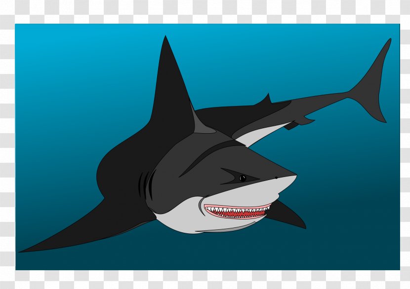 Great White Shark Fish Drawing Chondrichthyes Lamniformes - Cartilaginous - BABY SHARK Transparent PNG