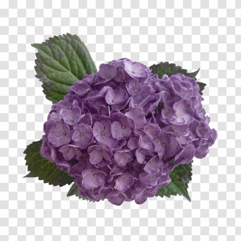 Hydrangea Purple Lavender Flower Lilac - Green Transparent PNG