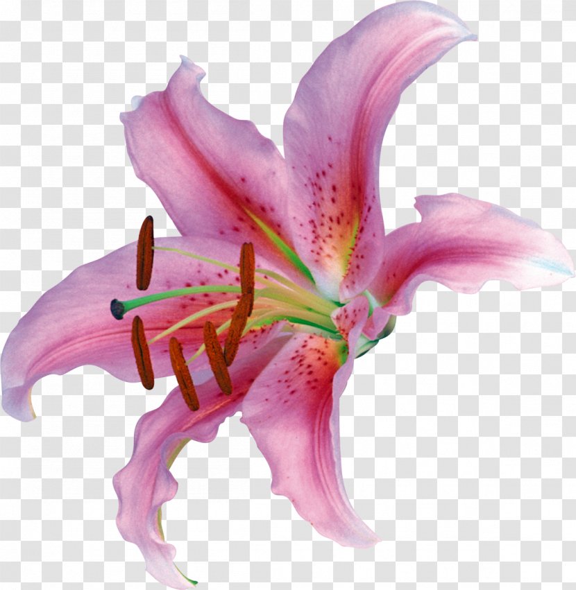 Lilium Flower Petal Clip Art - Lily Family Transparent PNG