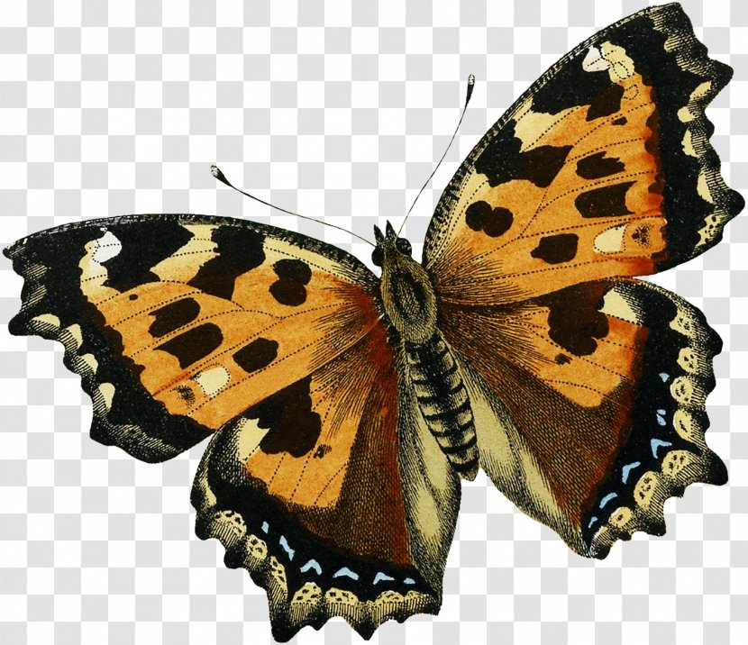 Monarch Butterfly Pieridae Gossamer-winged Butterflies Moth - Throw Pillows - Fairy Transparent PNG