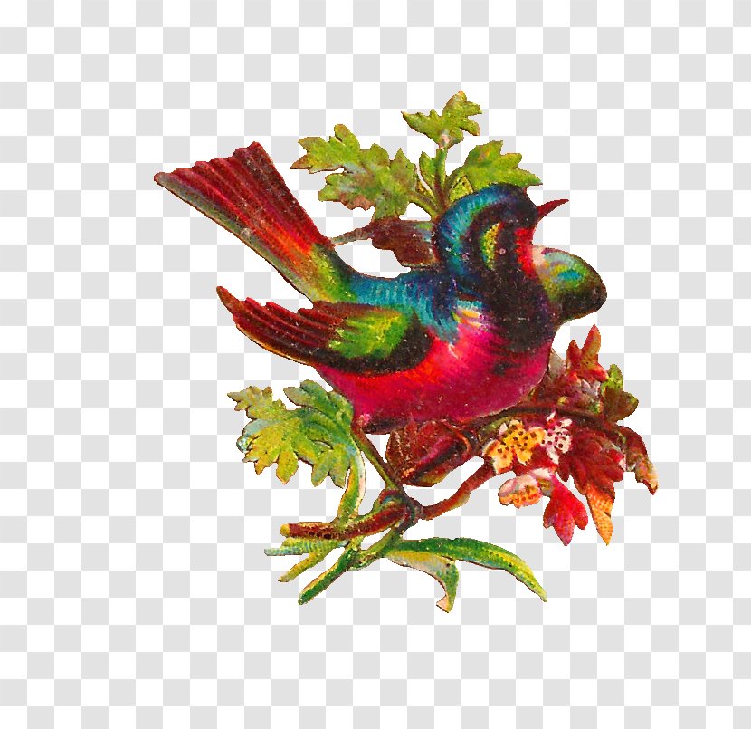 Lovebird Parrot Clip Art - Blog - Graphics Of Roses Transparent PNG