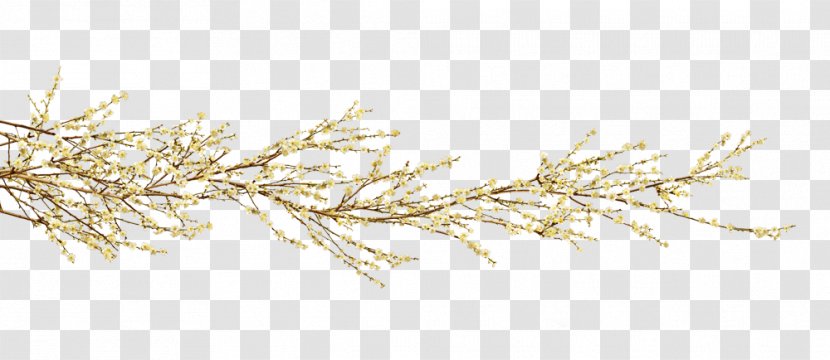 Grasses Pine Sky Plc Family Pinaceae Transparent PNG