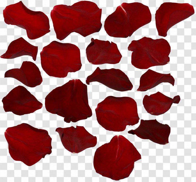 Petal Desktop Wallpaper Flower Clip Art - Cut Flowers - Falling Transparent PNG