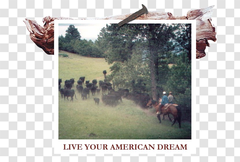 White River Ranch Themar Cattle South Thuringia Round Pen Text - American Dream Transparent PNG