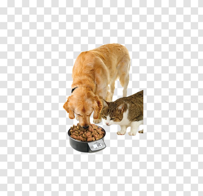Dog Puppy Cat Pet Bowl Transparent PNG