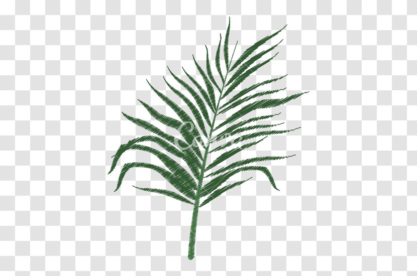 Arecaceae Tree Leaf Branch Plant Stem - Tropical Transparent PNG