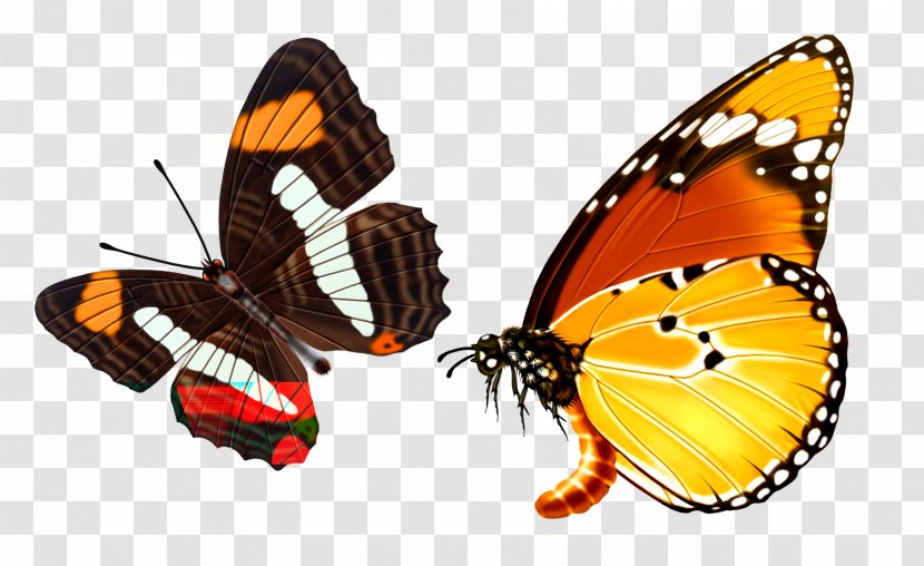 Butterfly Raster Graphics - Insect - Black Transparent PNG