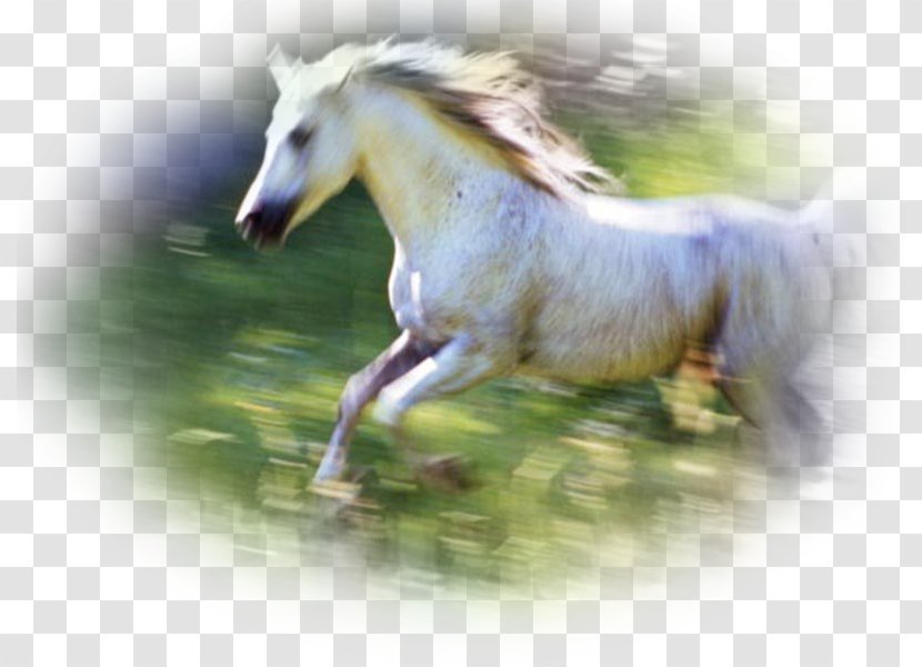 Horse Canter And Gallop Blingee - Stallion Transparent PNG