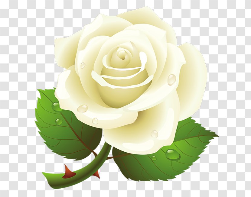 Rose Clip Art - Petal Transparent PNG