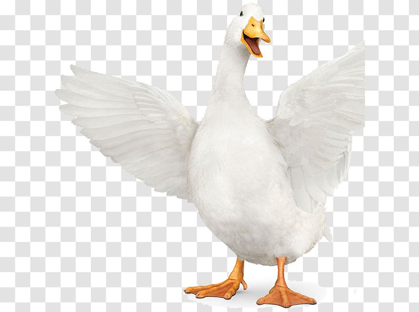 Duck Goose Fauna Beak Feather - Vertebrate - Holocene Animal Kurzgesagt Transparent PNG